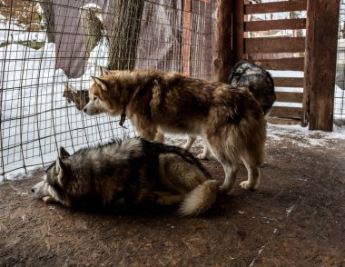 Çalışan kızak köpekleri tatilde olan Husky kışın bir takımda çalışmadan önce
