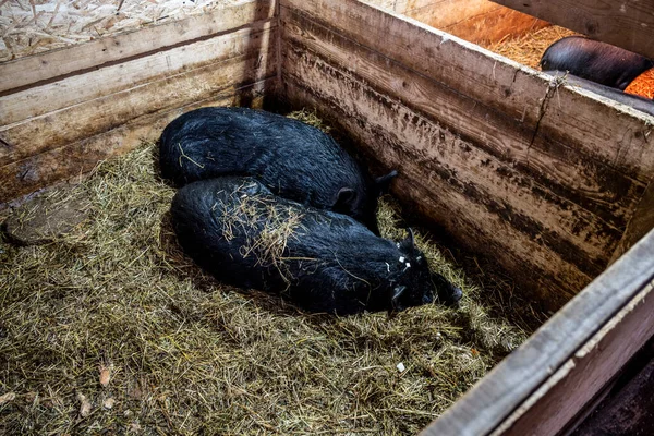 Μαύρα Οικόσιτα Γουρούνια Ένα Πτηνοτροφείο Ένα Ζεστό Αχυρώνα — Φωτογραφία Αρχείου