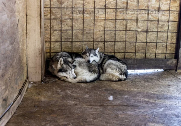 Working Sled Dogs Husky Aviary Vacation Working Team Winter — Stock Photo, Image