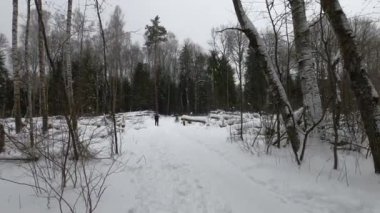 Ormandaki kar pistinde koşumlu, iri köpekler.