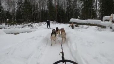 Ormandaki kar pistinde koşumlu, iri köpekler.