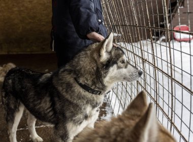 İri köpekler koşum takımı giymeden önce köpek kafesinde dinleniyorlar.