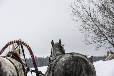Kış kızak gezileri eko parkında üç at tarafından çizildi. 