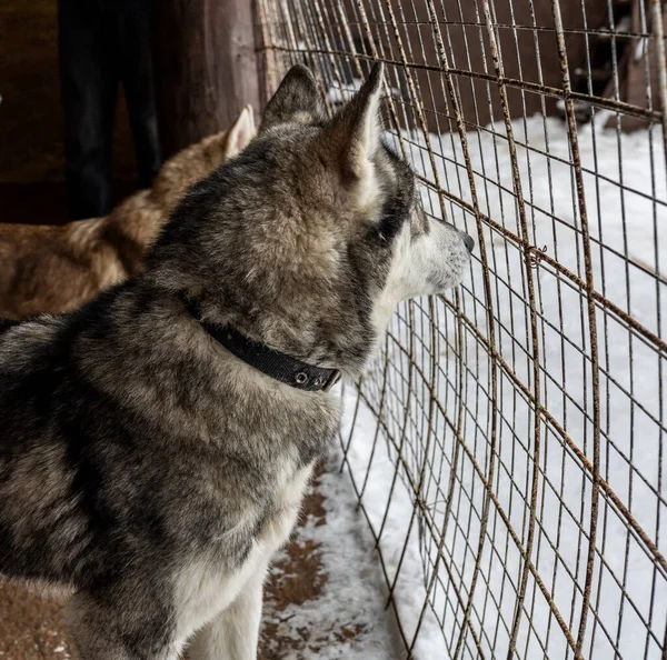 Husky dogs resting in the dog enclosure before working in the harness