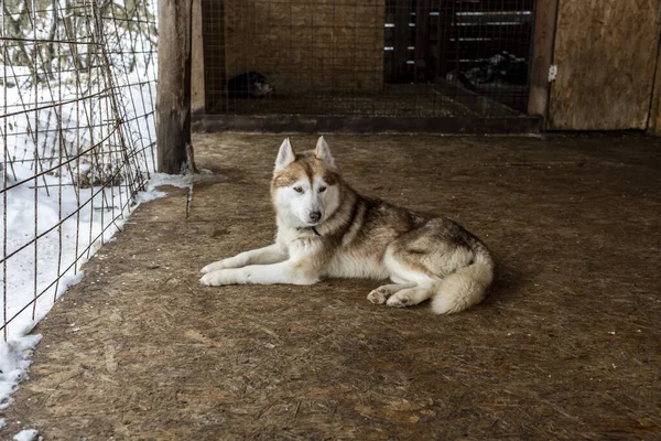 Husky dogs resting in the dog enclosure before working in the harness
