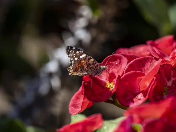 flowers and plants with insects on a summer flower bed