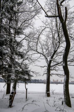 Genç kahverengi ayı, karlı bir ormanda. Yaklaş.