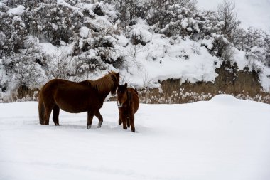 Ingushetia dağlarında vahşi atlar karlı yamaçlarda otlar.