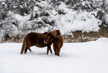 Ingushetia dağlarında vahşi atlar karlı yamaçlarda otlar.