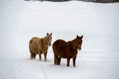 Ingushetia dağlarında vahşi atlar karlı yamaçlarda otlar.