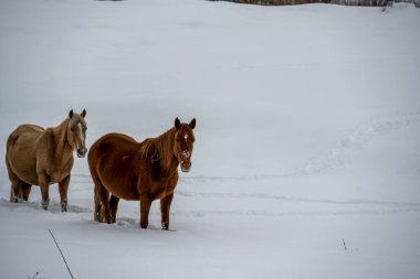 Ingushetia dağlarında vahşi atlar karlı yamaçlarda otlar.