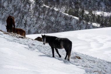Ingushetia dağlarında vahşi atlar karlı yamaçlarda otlar.