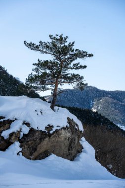 Karlı bir tepenin tepesindeki tek yeşil ağaç Dağlardaki mavi gökyüzüne karşı