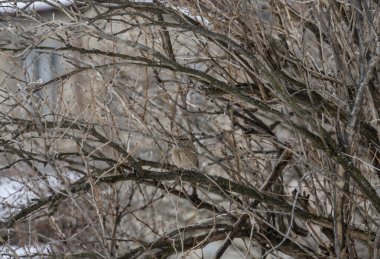 Kışın ağaç dallarındaki kuşlar dağ yamaçlarının arka planına karşı 