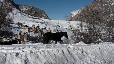 Vahşi atlar Ingushetia 'da karlı bir dağın yamacında otlar.