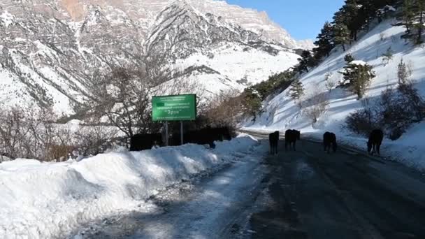 Cavalos Selvagens Pastam Encosta Uma Montanha Nevada Inguchétia — Vídeo de Stock