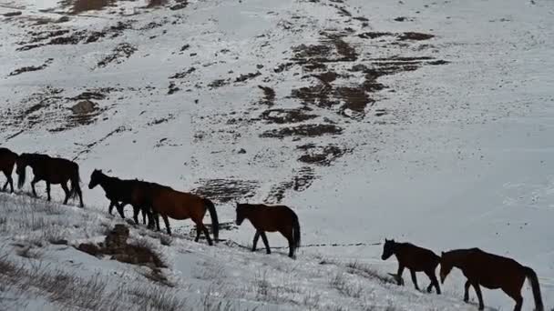 在印古什的一座雪山的斜坡上 野马正在吃草 — 图库视频影像