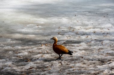 Kahverengi yaban ördekleri donmuş bir gölette 
