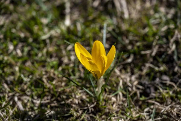 Ljusa Första Våren Blommor Rabatt Solig Dag — Stockfoto