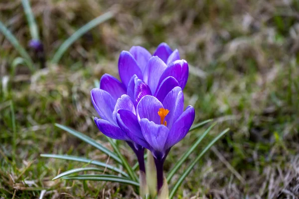 Ljusa Första Våren Blommor Rabatt Solig Dag — Stockfoto