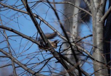 Bahar ormanında fındık arayan kahverengi sincap.