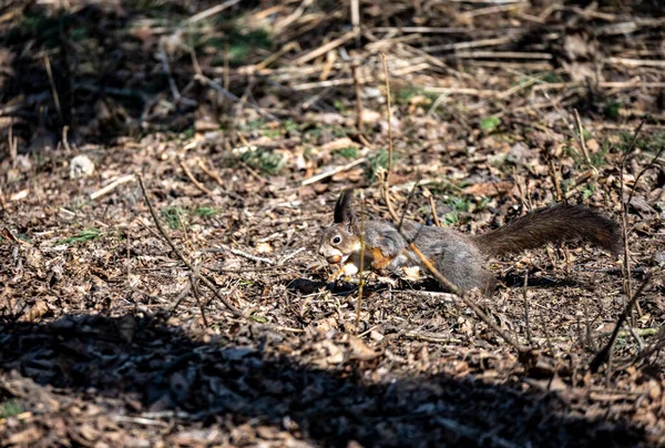 Écureuil Brun Dans Forêt Printemps Recherche Noix — Photo