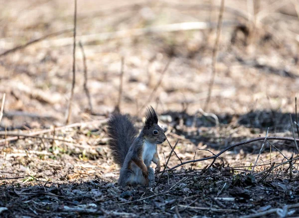 Scoiattolo Bruno Nella Foresta Primaverile Cerca Noci — Foto Stock