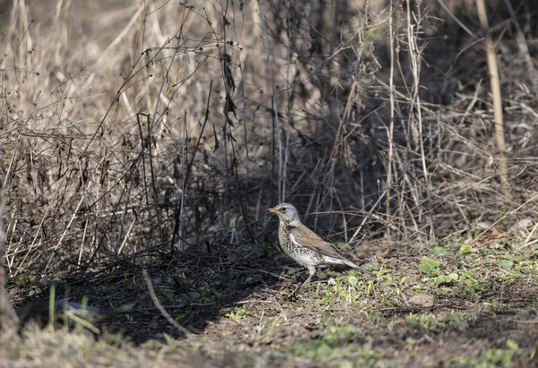 Pássaro Floresta Floresta Ensolarada Primavera Coleta Material Para Ninho — Fotografia de Stock