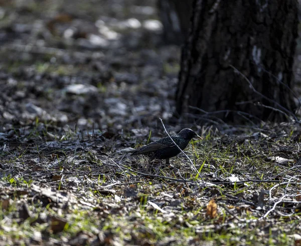 Лесная Птица Солнечном Весеннем Лесу Собирает Материал Гнезда — стоковое фото