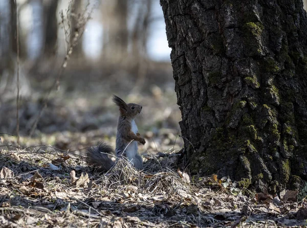 Brązowa Wiewiórka Wiosennym Lesie Szuka Orzechów — Zdjęcie stockowe