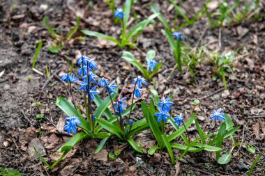 Bir bahar günü çimenlikteki ilk mavi çiçekler