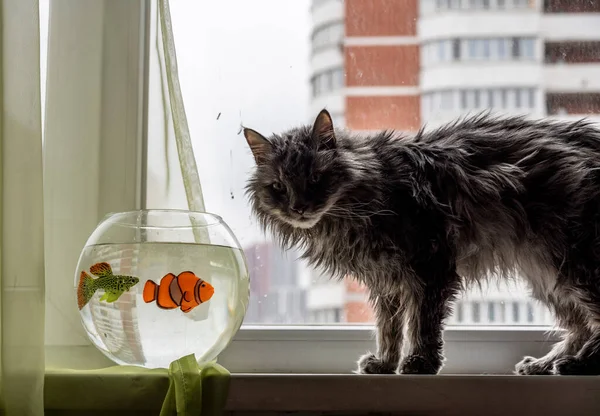 Gato Gris Examina Peces Brillantes Acuario Apartamento — Foto de Stock