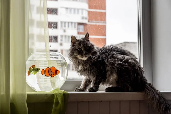 Szary Kot Bada Jasne Ryby Akwarium Mieszkaniu — Zdjęcie stockowe