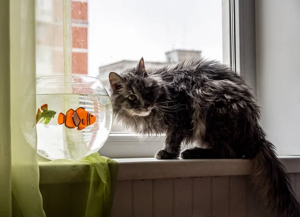 Gato Gris Examina Peces Brillantes Acuario Apartamento — Foto de Stock