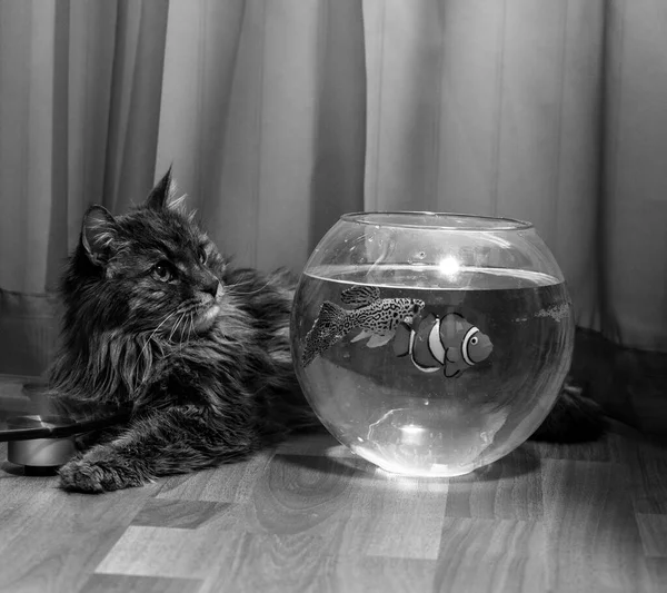 Grå Katt Undersöker Ljus Fisk Ett Akvarium Lägenhet — Stockfoto