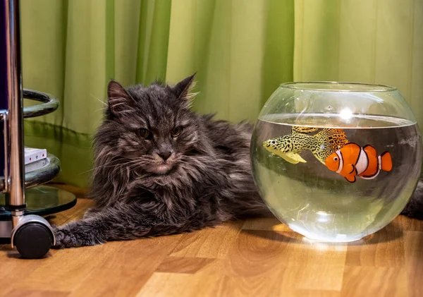 Szary Kot Bada Jasne Ryby Akwarium Mieszkaniu — Zdjęcie stockowe