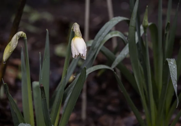 First Spring Flowers Flowerbed Getting Ready Bloom Rain — Stock Photo, Image