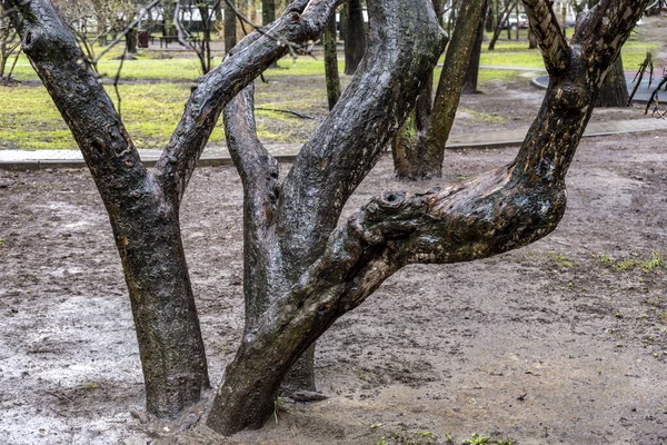 Перший Дощ Падає Весняному Парку Дерева Будинки Відображаються Калюжах — стокове фото