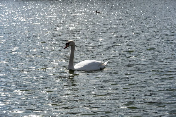 Witte Zwaan Het Meer Een Heldere Lentedag — Stockfoto