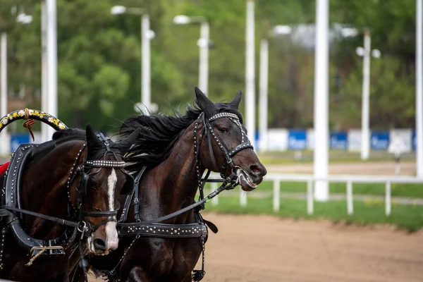 Belos Cavalos Corrida Abertura Temporada Pista Corridas Dia Ensolarado — Fotografia de Stock