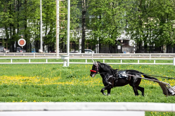 Hermosos Caballos Carrera Apertura Temporada Hipódromo Día Soleado —  Fotos de Stock