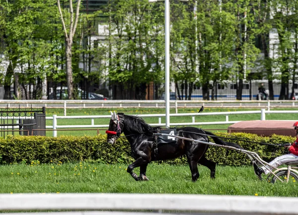 Hermosos Caballos Carrera Apertura Temporada Hipódromo Día Soleado —  Fotos de Stock