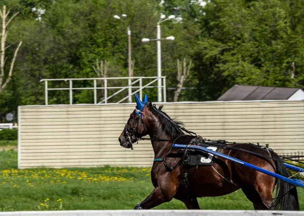 Hermosos Caballos Carrera Apertura Temporada Hipódromo Día Soleado —  Fotos de Stock