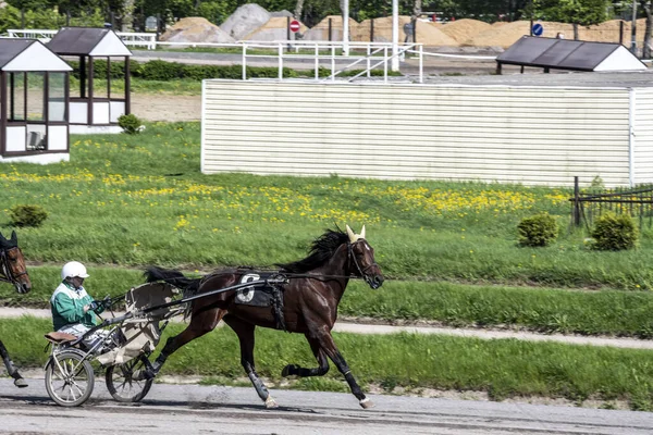 Belos Cavalos Corrida Abertura Temporada Pista Corridas Dia Ensolarado — Fotografia de Stock