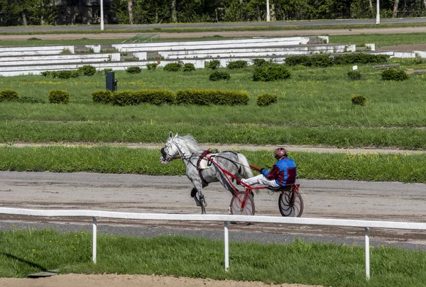 春の晴れた日に競馬場を走るスピードとダイナミクスには息をのむほどです — ストック写真