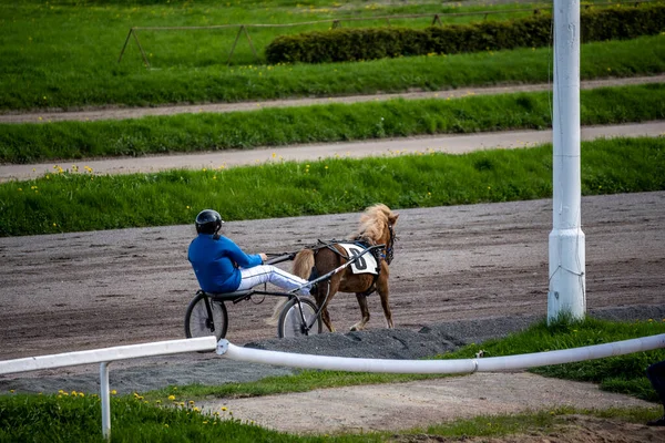 子供のポニーは晴れた日に競馬場で走ります — ストック写真