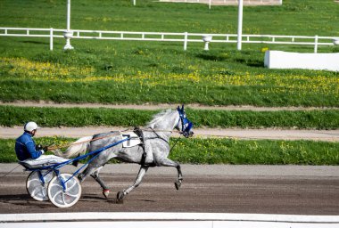 Güneşli bir günde Hipodrom 'da Arap atlarında kundakçılık yarışı