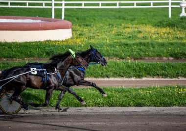 Güneşli bir günde Hipodrom 'da Arap atlarında kundakçılık yarışı 