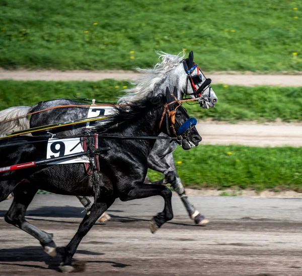 Fãs Nas Corridas Pista Corridas Faixa Seus Favoritos — Fotografia de Stock