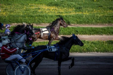 Güneşli bir günde Hipodrom 'da Arap atlarında kundakçılık yarışı